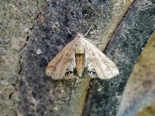 Cataclysta lemnata