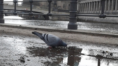 Columba livia domestica
