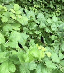 Calopteryx splendens intermedia