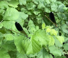 Calopteryx splendens intermedia