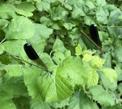 Calopteryx splendens intermedia