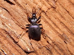 Cychrus attenuatus