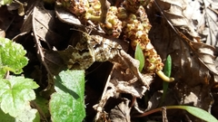 Enchoria lacteata