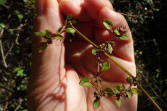 Teucrium parvifolium