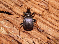 Cychrus attenuatus