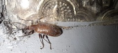 Ecnolagria