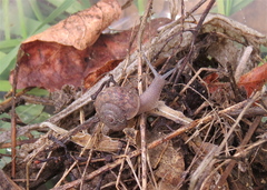 Helminthoglypta montezuma
