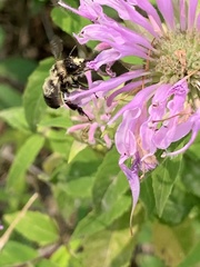 Anthophora bomboides bomboides