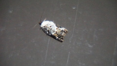 Acleris nivisellana