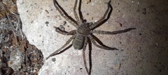 Heteropoda