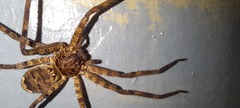 Heteropoda