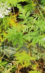 Artemisia gmelinii