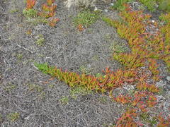 Muehlenbeckia ephedroides