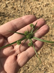 Cyperus grayi