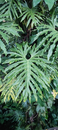 Philodendron radiatum