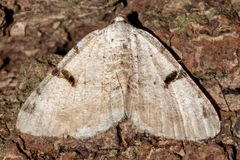 Macaria subcessaria