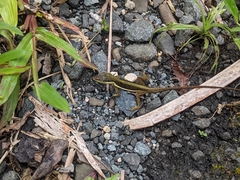 Anolis pulchellus
