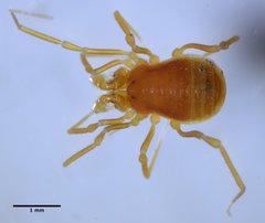 Phalangodidae