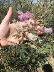 Mimosa dysocarpa