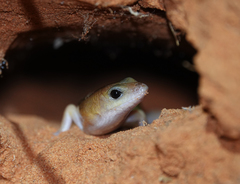 Eremiascincus phantasmus