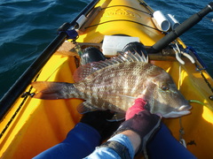 Lethrinus laticaudis