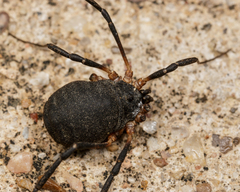 Eumesosoma