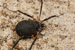 Eumesosoma