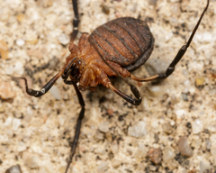 Eumesosoma