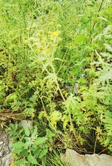 Potentilla supina
