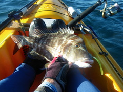 Lethrinus laticaudis