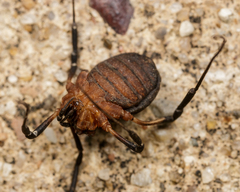 Eumesosoma
