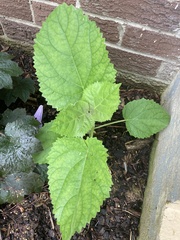 Paulownia tomentosa