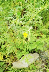 Potentilla supina