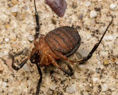 Eumesosoma