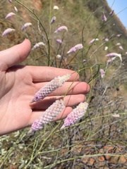 Ptilotus calostachyus