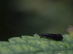 Mystacides azureus