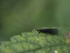 Mystacides azureus