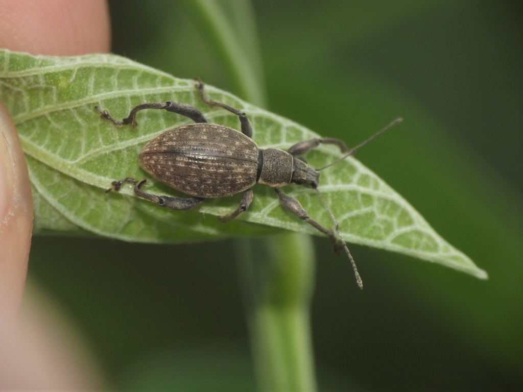 Cyrtozemia dispar