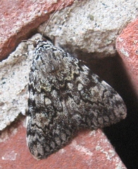 Catocala lineella