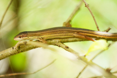 Takydromus kuehnei