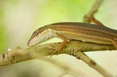 Takydromus kuehnei