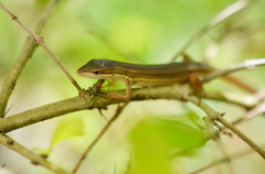Takydromus kuehnei