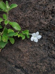 Ruellia pseudopatula