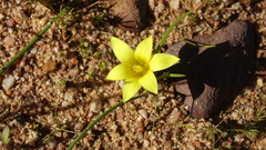 Romulea flava