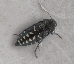 Buprestis octoguttata