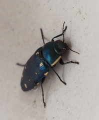Buprestis octoguttata