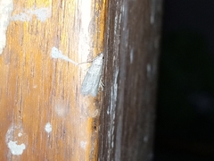 Lepidoptera