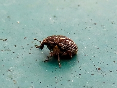 Rhinoncus pericarpius