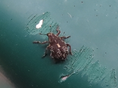 Rhinoncus pericarpius