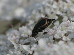 Cordylepherus viridis